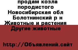 продам козла породистого - Новосибирская обл., Болотнинский р-н Животные и растения » Другие животные   
